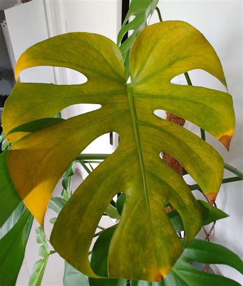 12 Reasons Your Monstera Leaves Are Turning Yellow (And How。